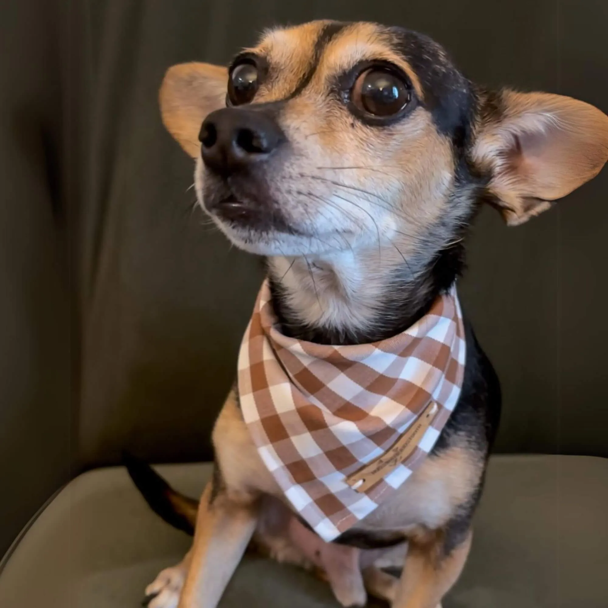 Golden Harvest Check Bandana